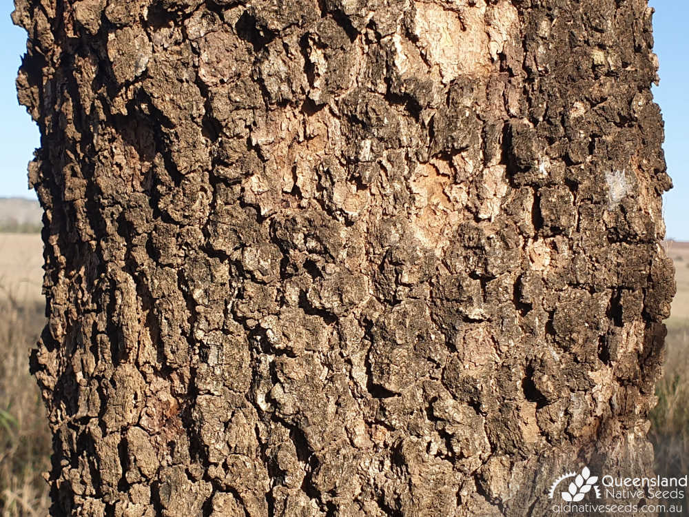 Pittosporum angustifolium | bark | Queensland Native Seeds