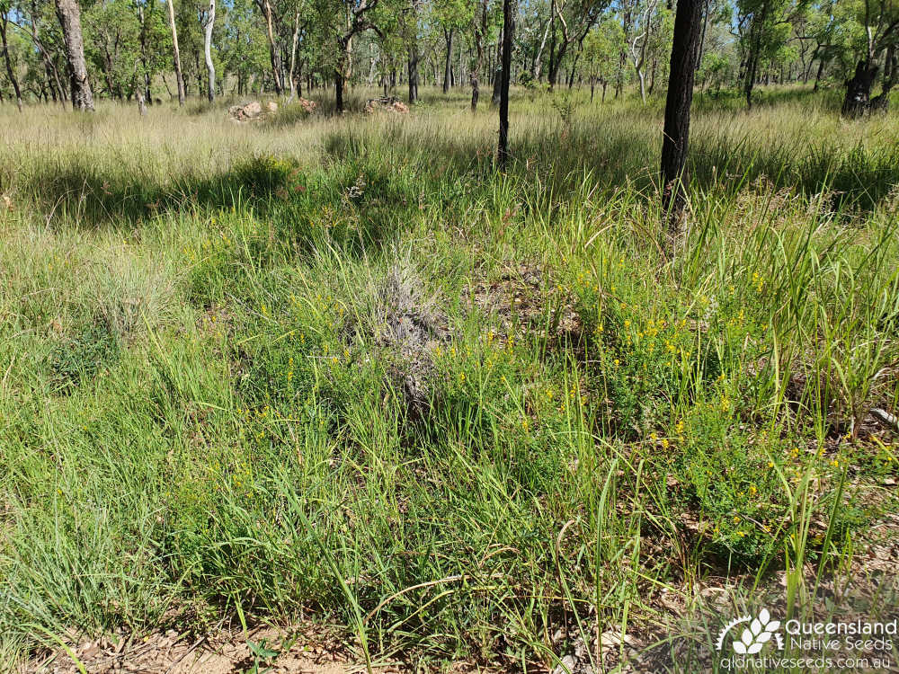 Crotalaria medicaginea var. medicaginea | habitat | Queensland Native Seeds