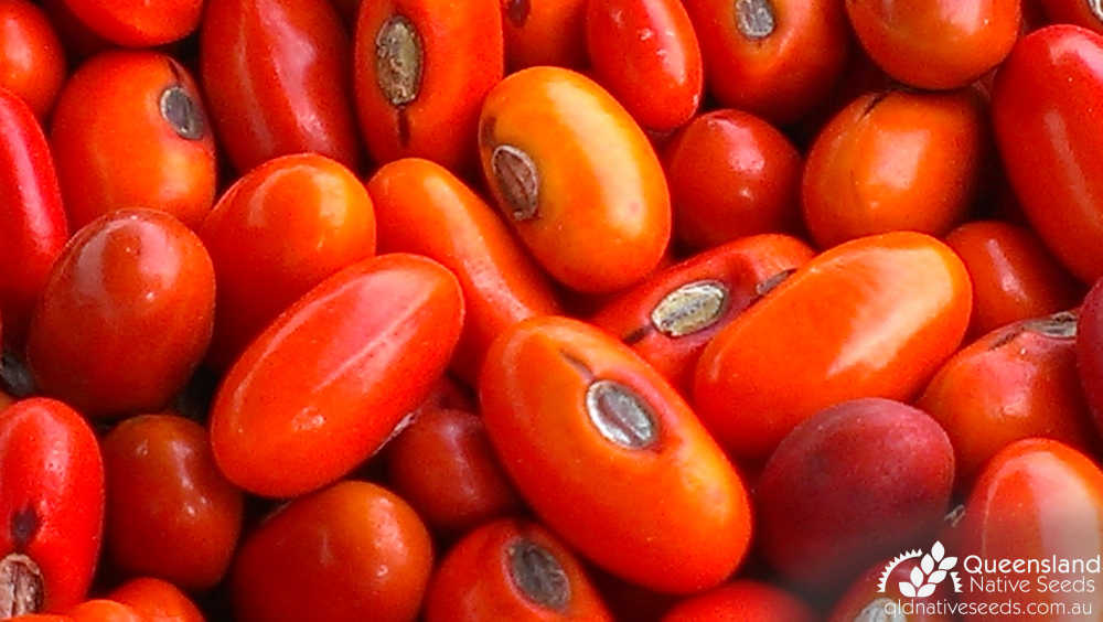 Erythrina vespertilio | seed | Queensland Native Seeds