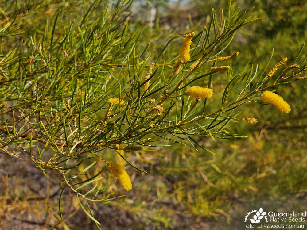 Acacia chisholmii | phyllode, inflorescence | Queensland Native Seeds