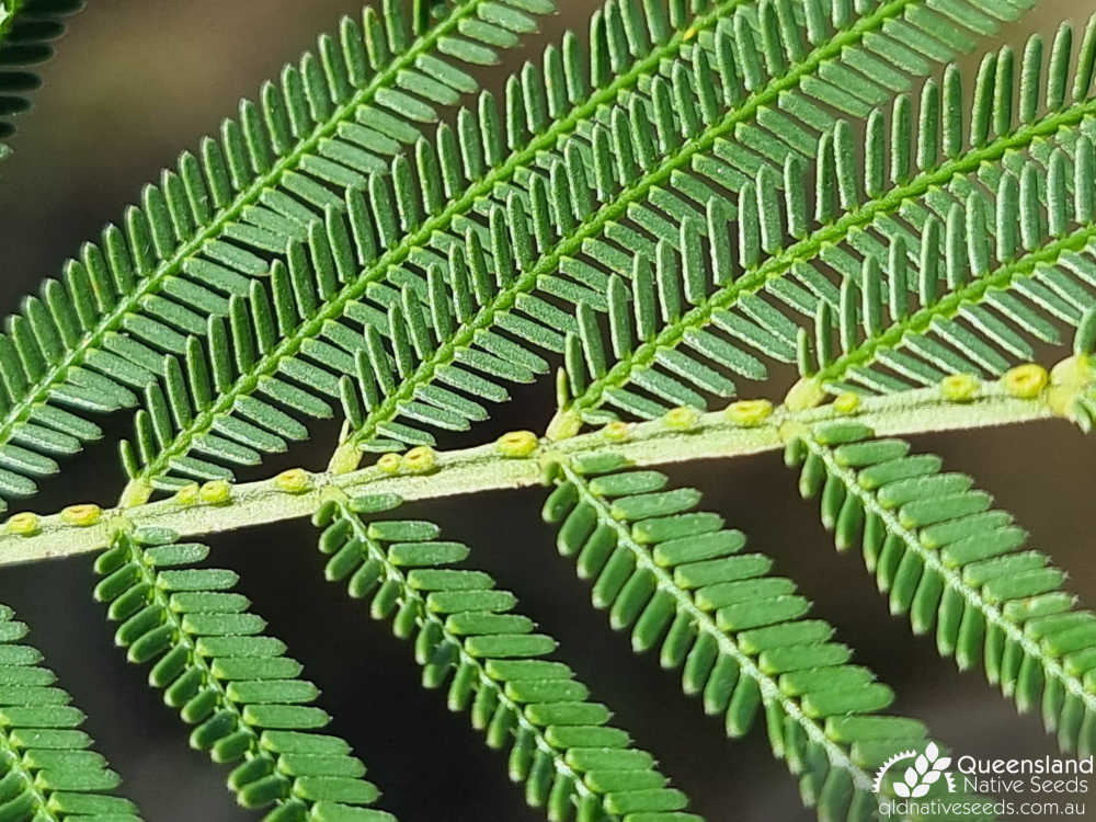 Acacia pedleyi | leaves, jugary glands | Queensland Native Seeds