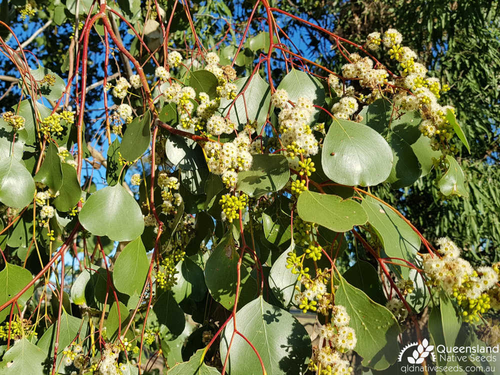 Eucalyptus populnea | inflorescence, bud, adult leaves | Queensland Native Seeds