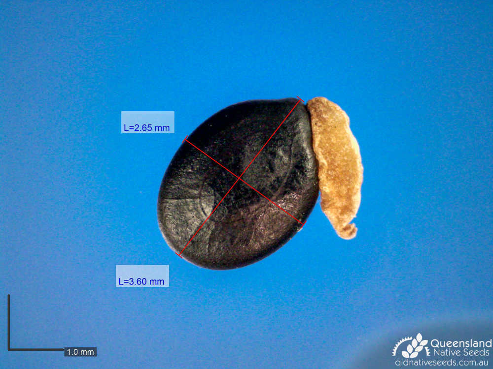 Acacia hubbardiana | microscope | Queensland Native Seeds