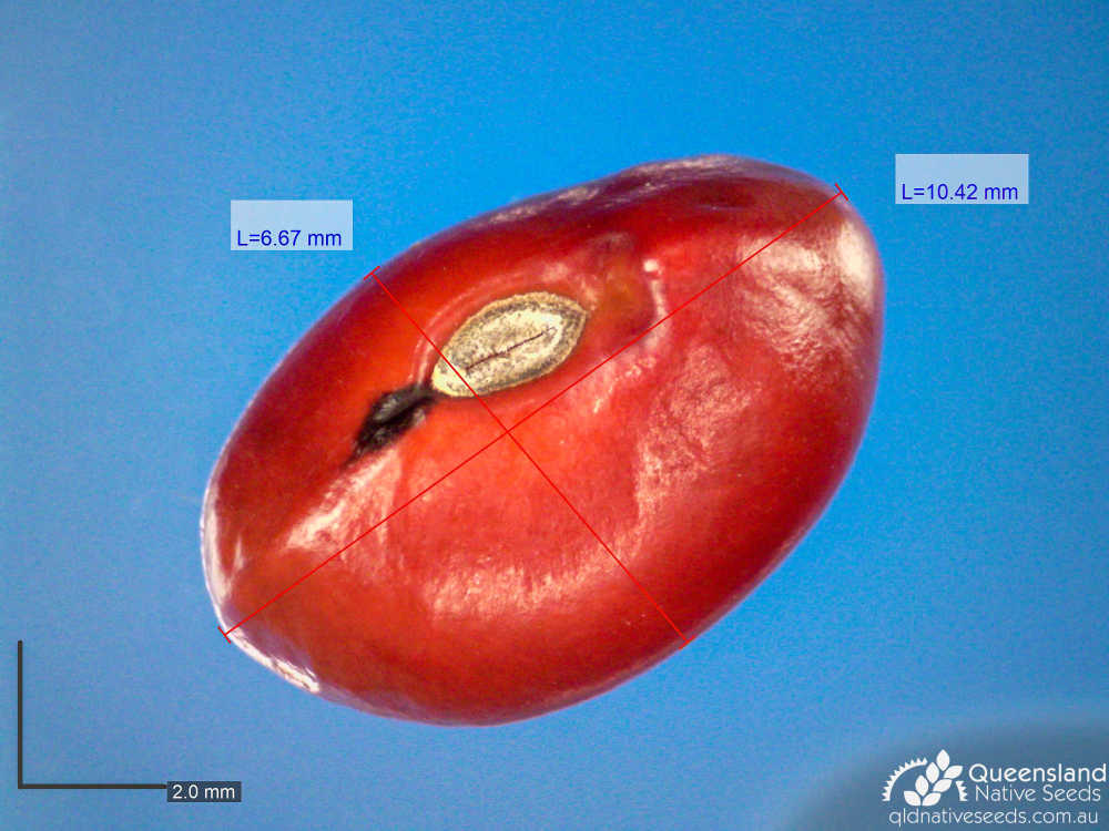 Erythrina vespertilio | microscope seed | Queensland Native Seeds