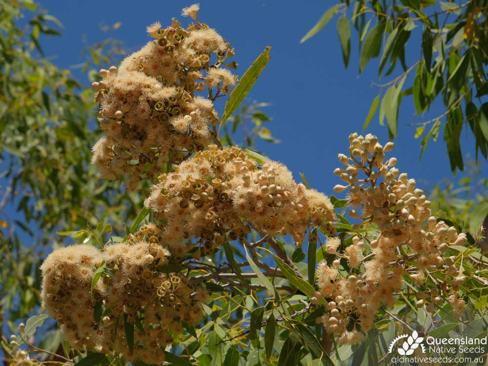 Corymbia terminalis | bud, inflorescence | Queensland Native Seeds