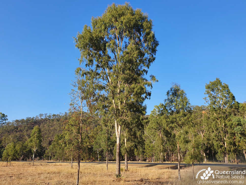 Corymbia tessellaris | habit (young tree) | Queensland Native Seeds