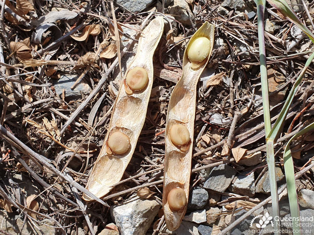 Vachellia bidwillii | pod, seed | Queensland Native Seeds