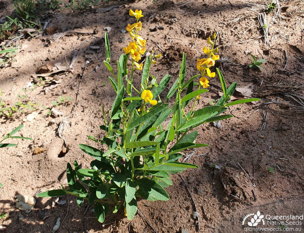 Crotalaria mitchellii subsp. laevis | habit | Queensland Native Seeds