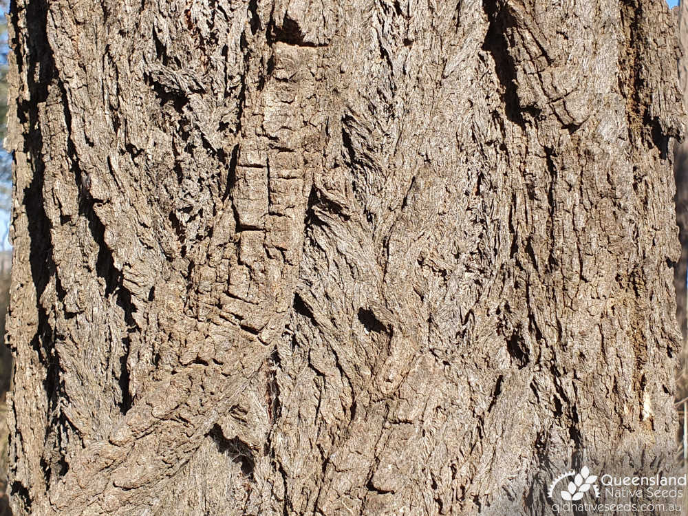 Eucalyptus melanophloia | bark | Queensland Native Seeds