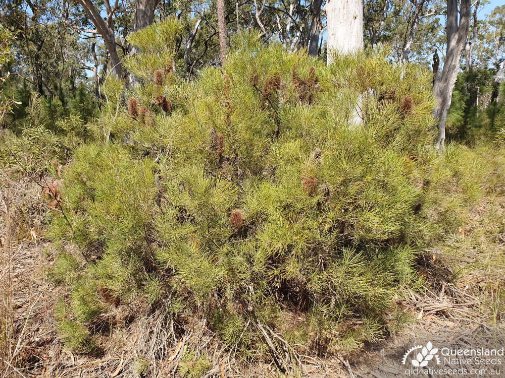 Banksia spinulosa var. spinulosa | habit | Queensland Native Seeds