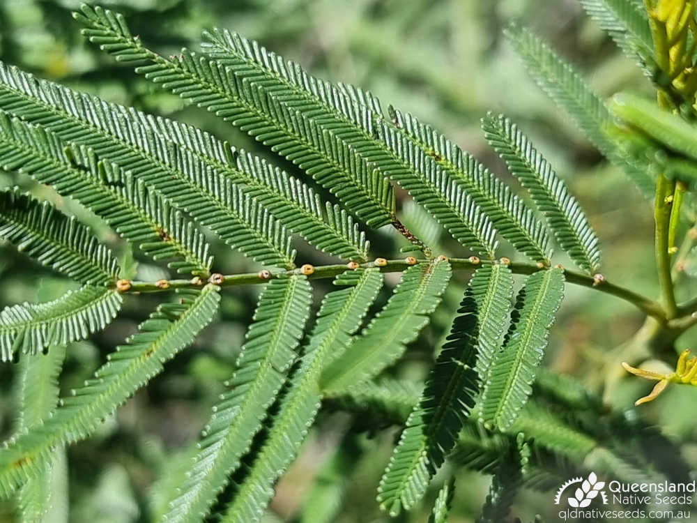 Acacia pedleyi | leaves, jugary glands | Queensland Native Seeds