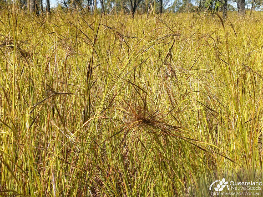 Heteropogon contortus | inflorescence | Queensland Native Seeds