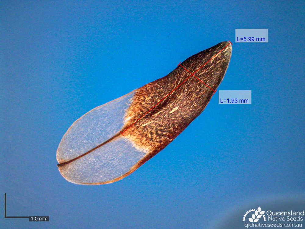 Allocasuarina torulosa | microscope seed | Queensland Native Seeds