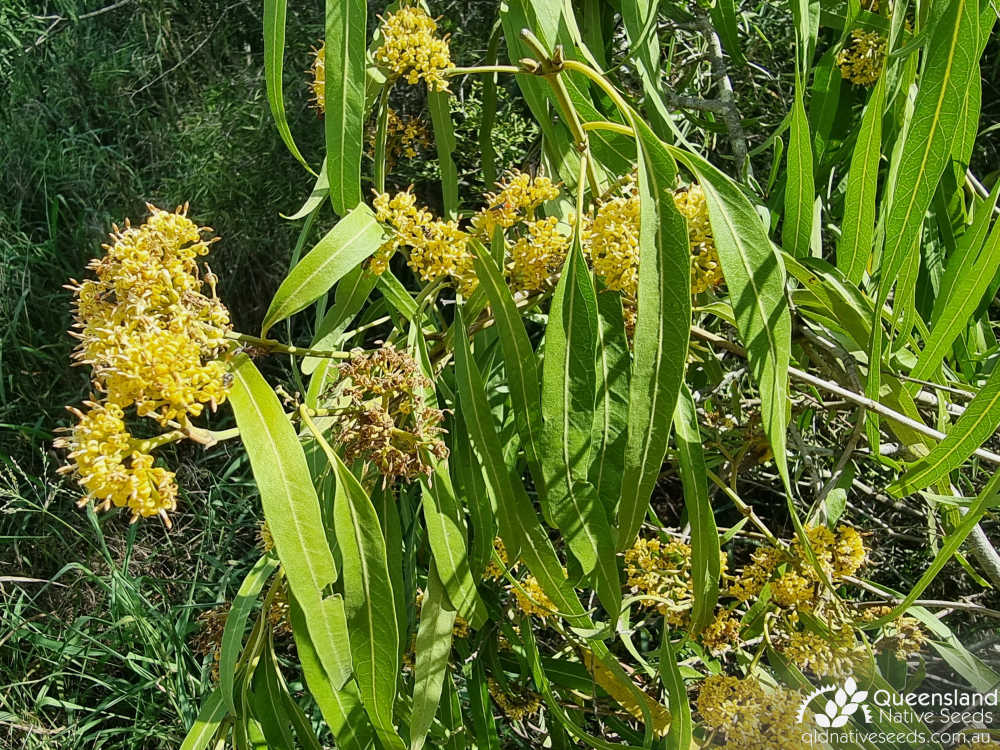 Parsonsia eucalyptophylla | inflorescences, leaves | Queensland Native Seeds