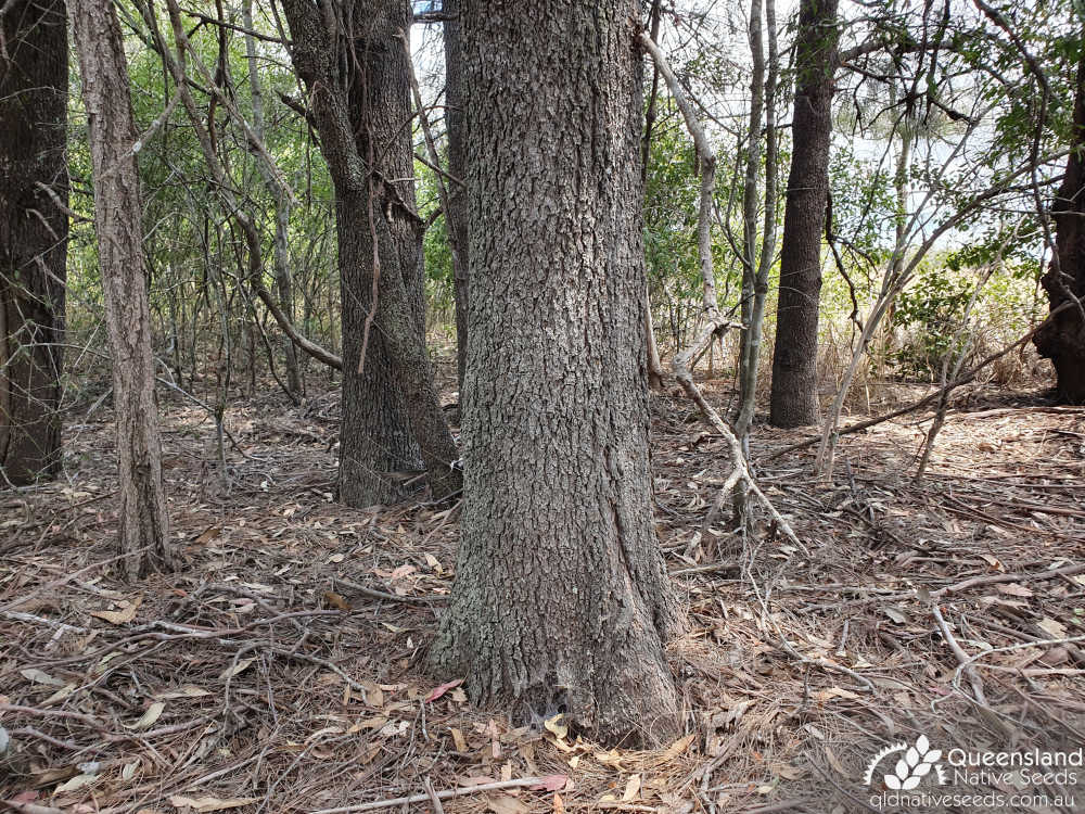 Casuarina cristata | trunk | Queensland Native Seeds