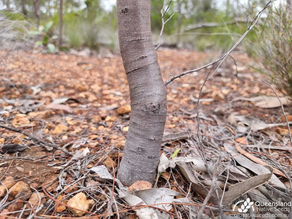 Acacia juncifolia | trunk, bark | Queensland Native Seeds