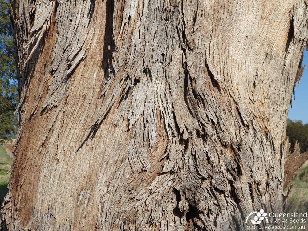 Eucalyptus melliodora | bark | Queensland Native Seeds
