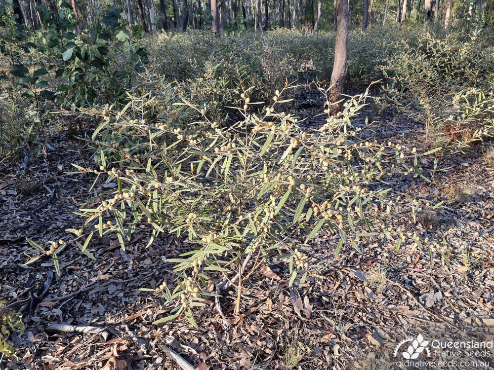 Hovea planifolia | habit | Queensland Native Seeds