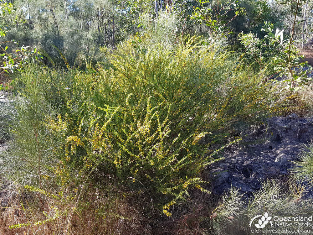 Acacia amblygona | habit, habitat | Queensland Native Seeds