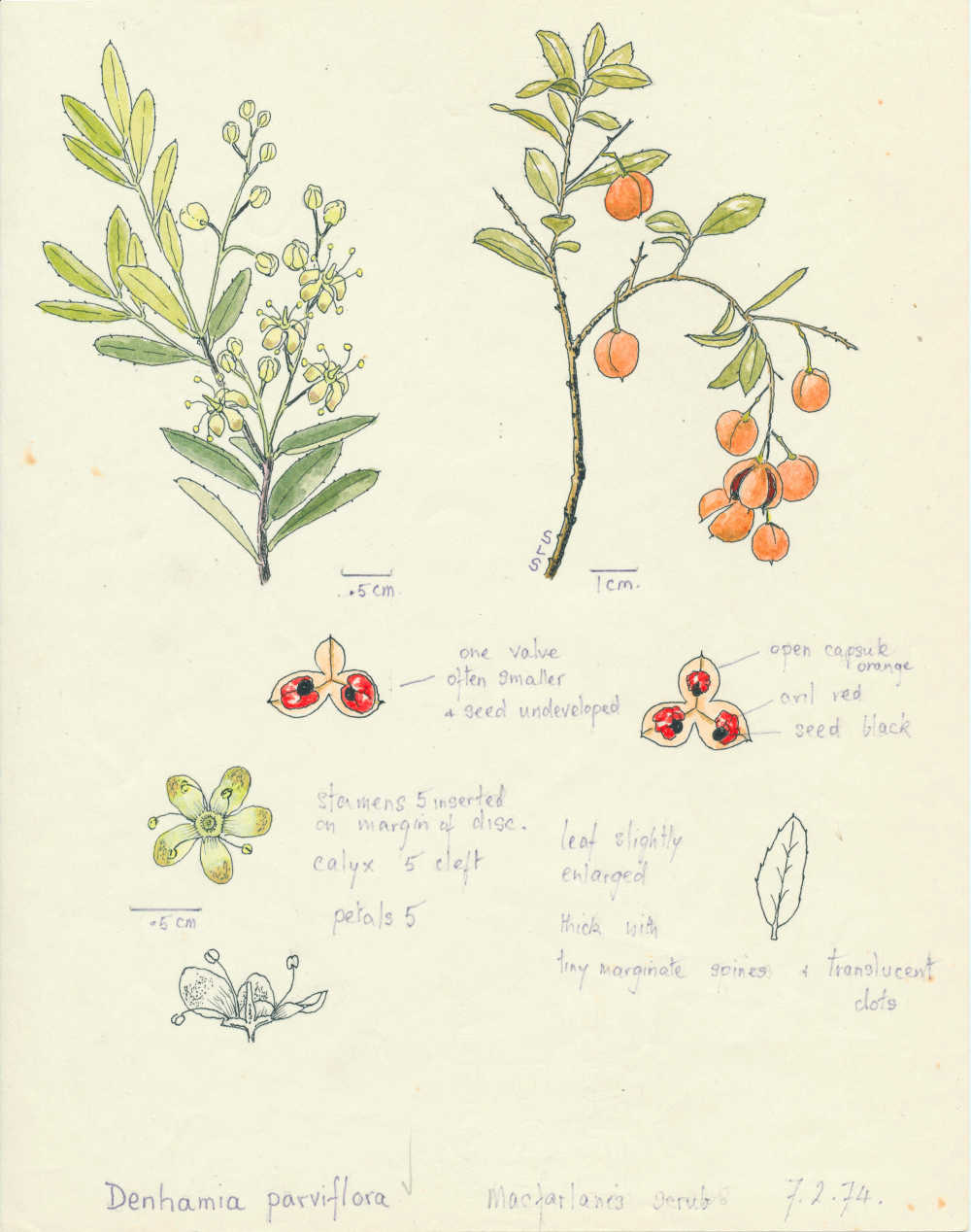 Denhamia parvifolia | depiction by Sylvia Seiler, Killara, West Boondooma, Qld | Queensland Native Seeds