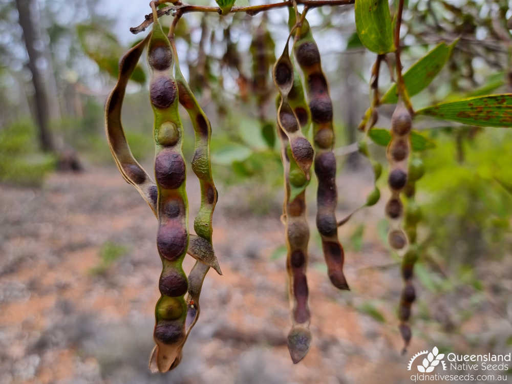 Acacia complanata | fruit | Queensland Native Seeds