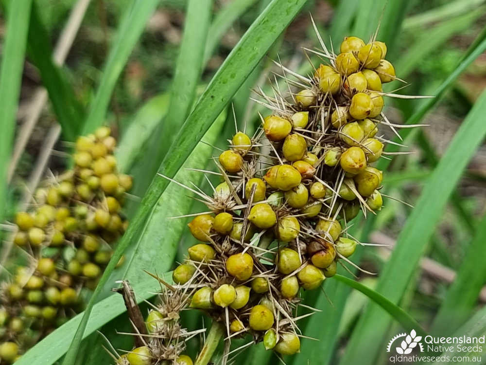 Lomandra longifolia | capsule | Queensland Native Seeds