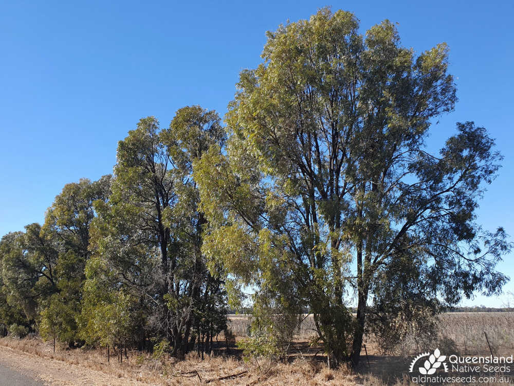 Acacia harpophylla | habit | Queensland Native Seeds