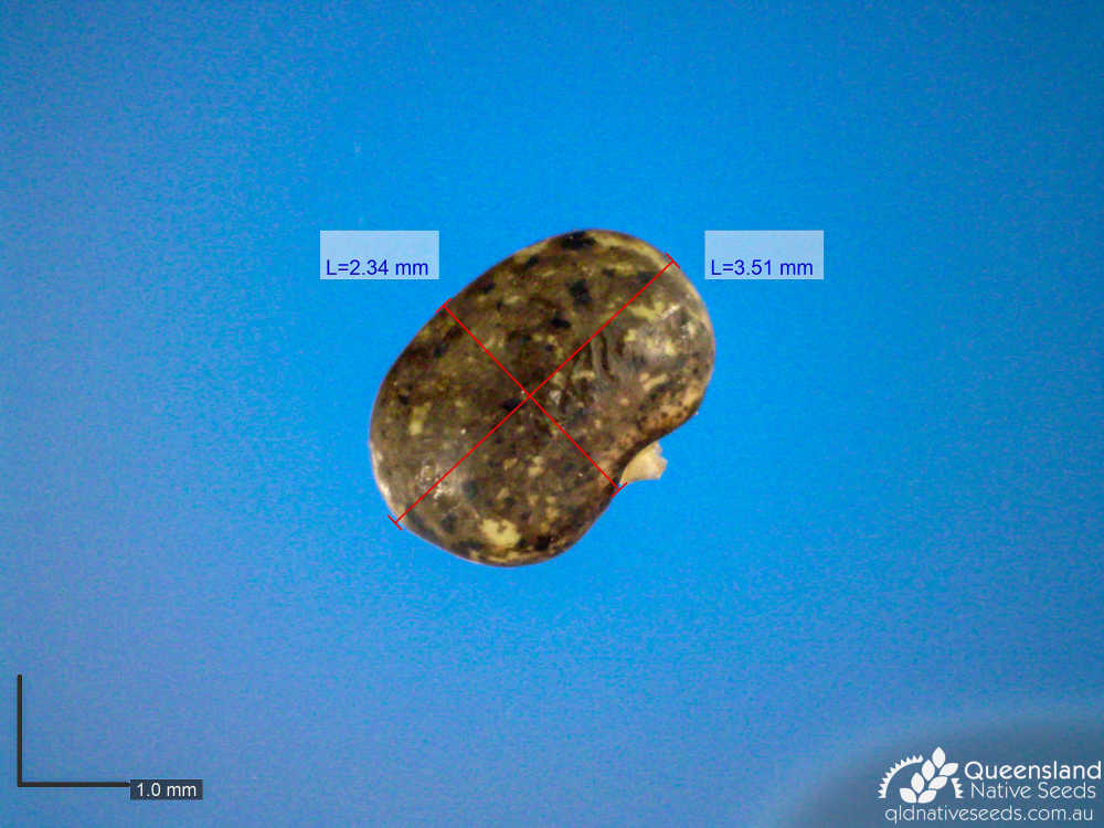 Rhynchosia minima var. minima | microscope | Queensland Native Seeds