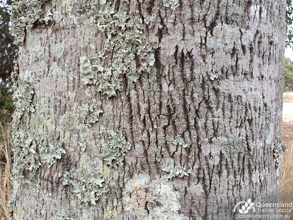 Brachychiton populneus | bark | Queensland Native Seeds