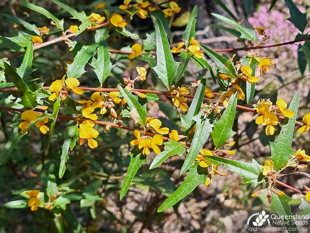 Podolobium ilicifolium | leaves, inflorescence | Queensland Native Seeds