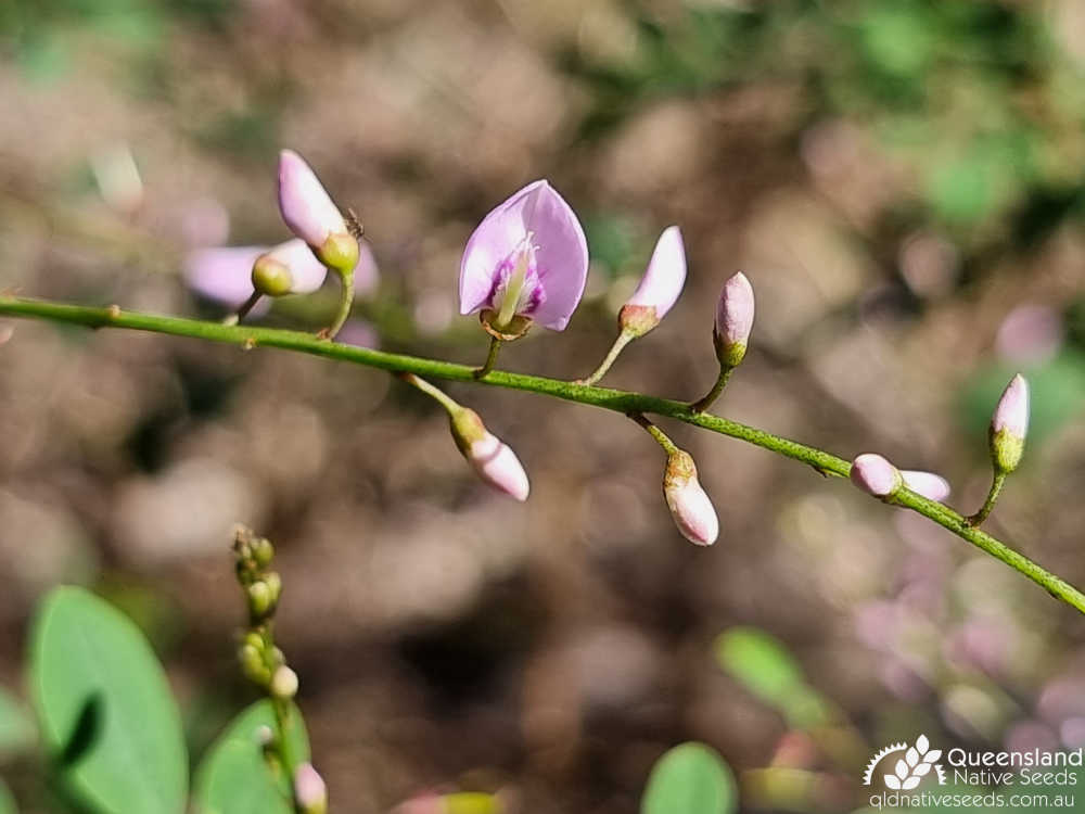 Indigofera australis | inflorescence | Queensland Native Seeds