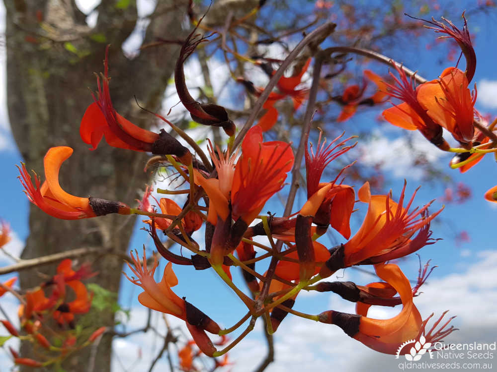 Erythrina vespertilio | terminal raceme | Queensland Native Seeds