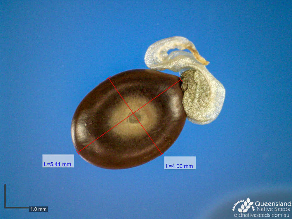 Acacia monticola | microscope | Queensland Native Seeds