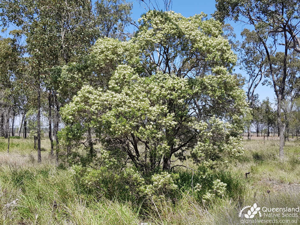 Eremophila mitchellii | habit, inflorescence | Queensland Native Seeds
