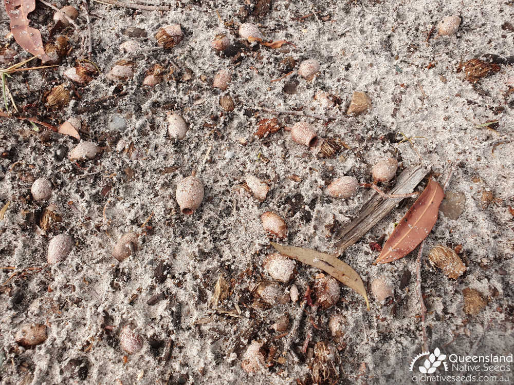 Corymbia intermedia | Edaphic site examples (coastal sandy loam) | Queensland Native Seeds