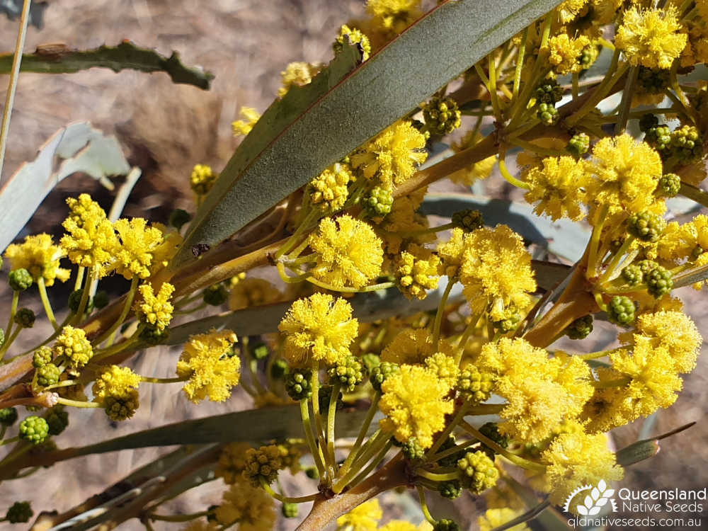 Acacia harpophylla | inflorescence | Queensland Native Seeds