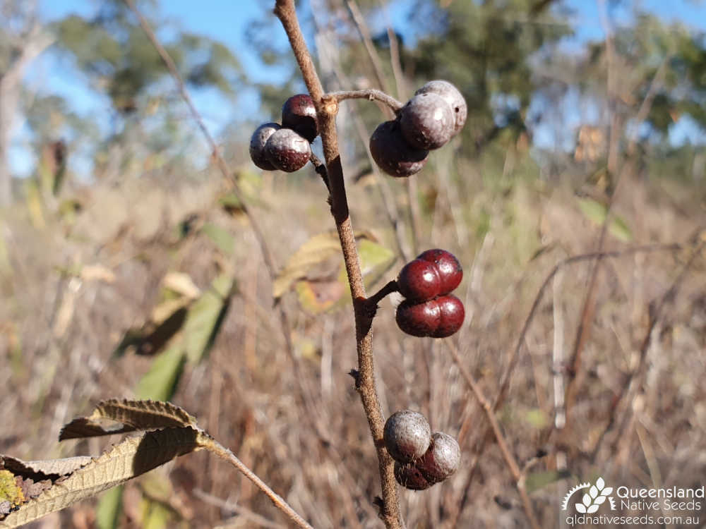 Grewia retusifolia | fruit | Queensland Native Seeds