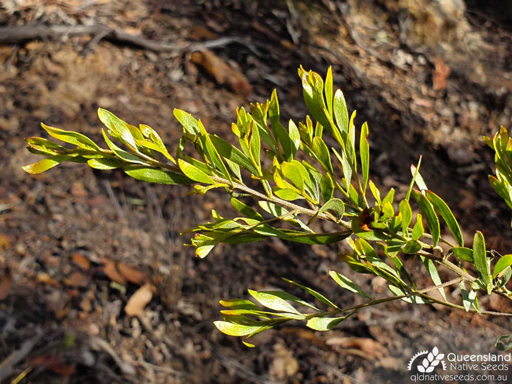 Acacia ixiophylla | phyllodes | Queensland Native Seeds