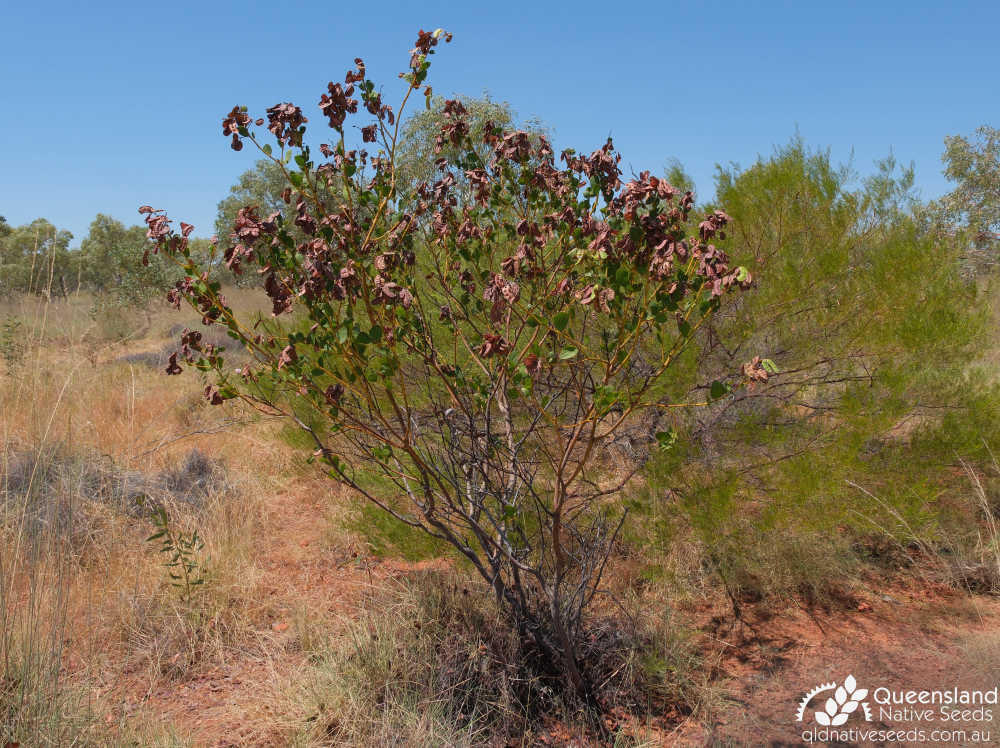 Acacia retivenea subsp. retivenea | habit | Queensland Native Seeds