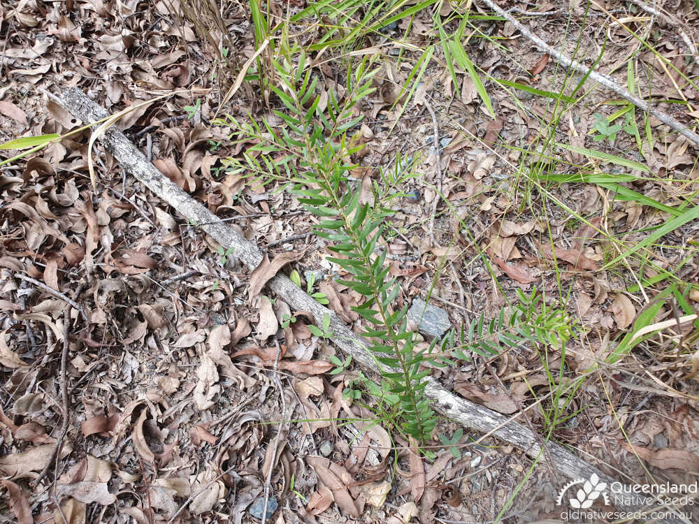Acacia fimbriata | juvenile form | Queensland Native Seeds