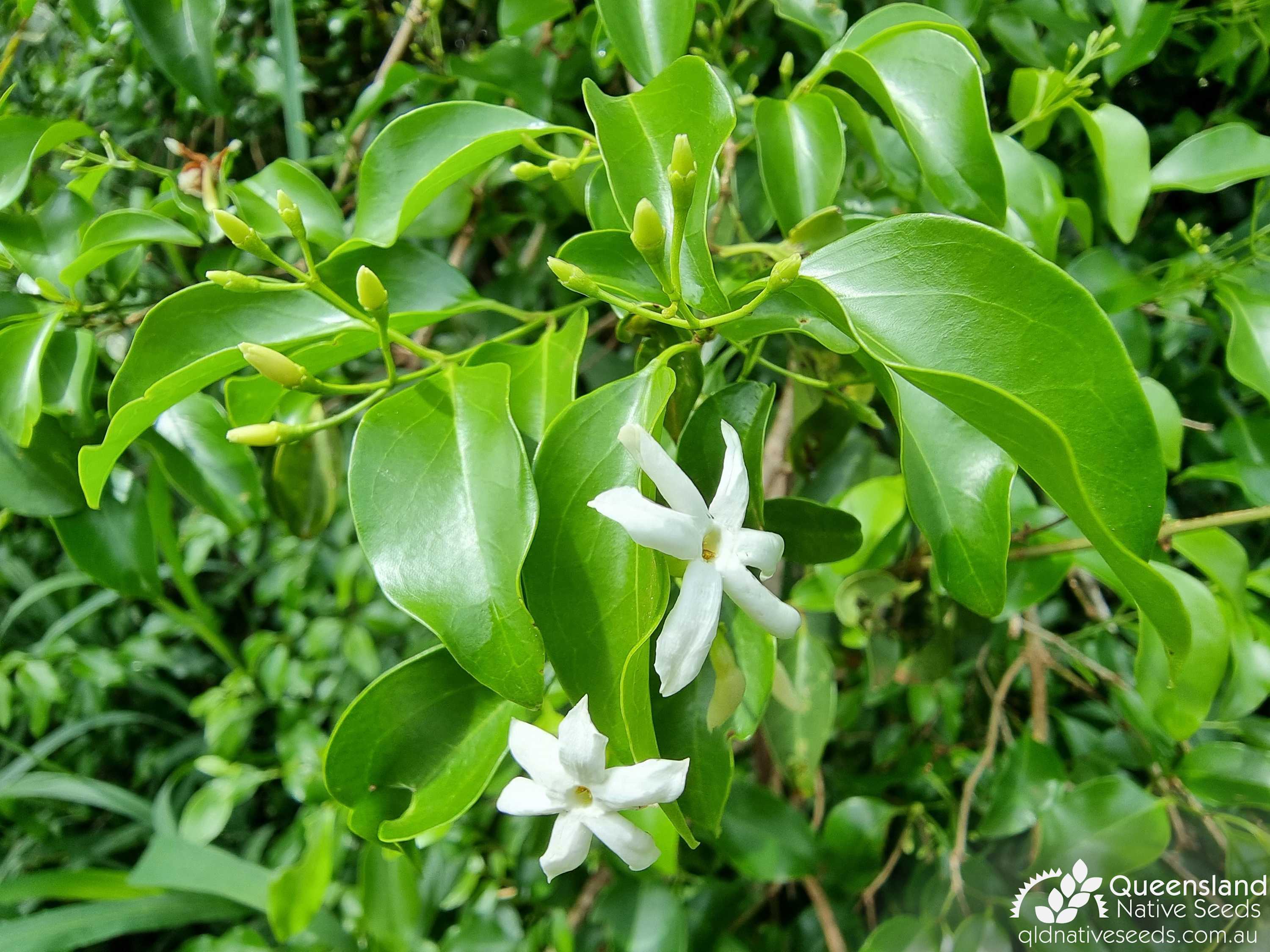 Jasminum simplicifolium subsp. australiense 