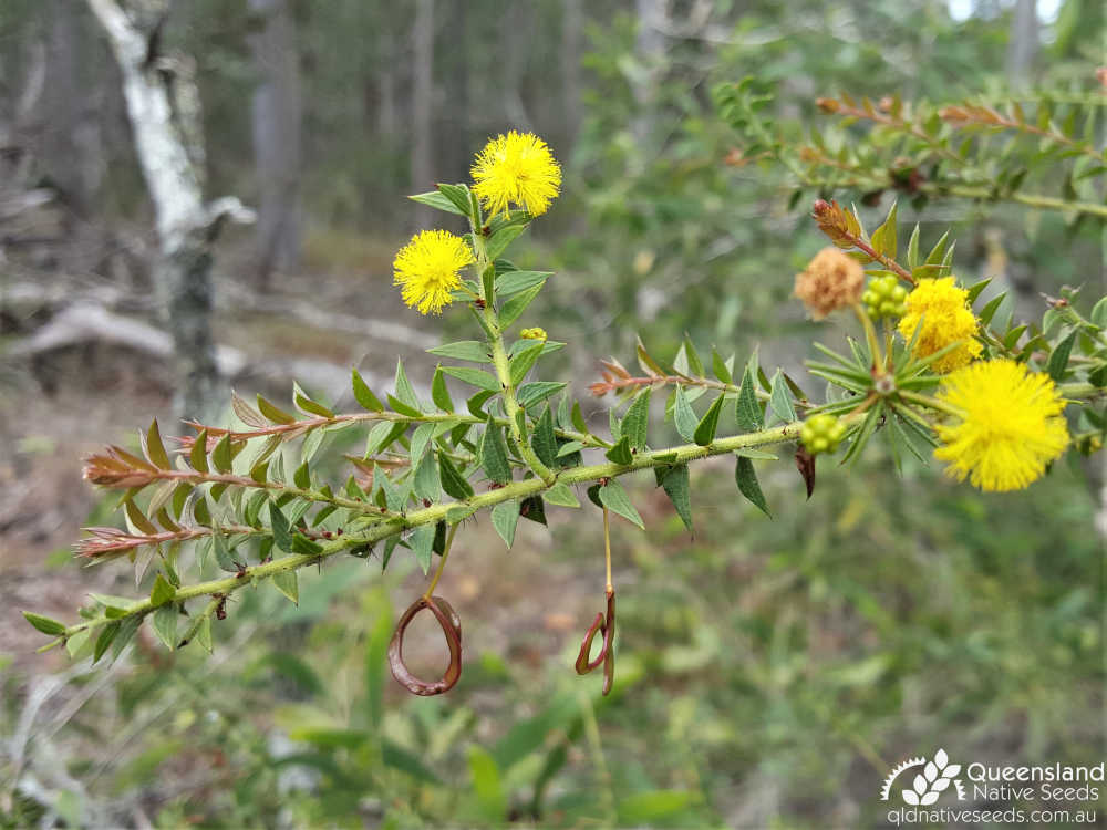 Acacia amblygona | inflorescence, phyllodes, fruit | Queensland Native Seeds