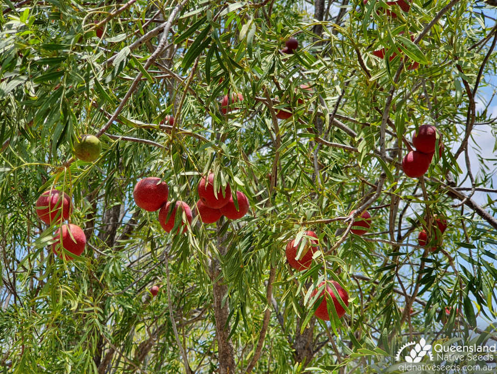 Owenia acidula | leaf, fruit | Queensland Native Seeds