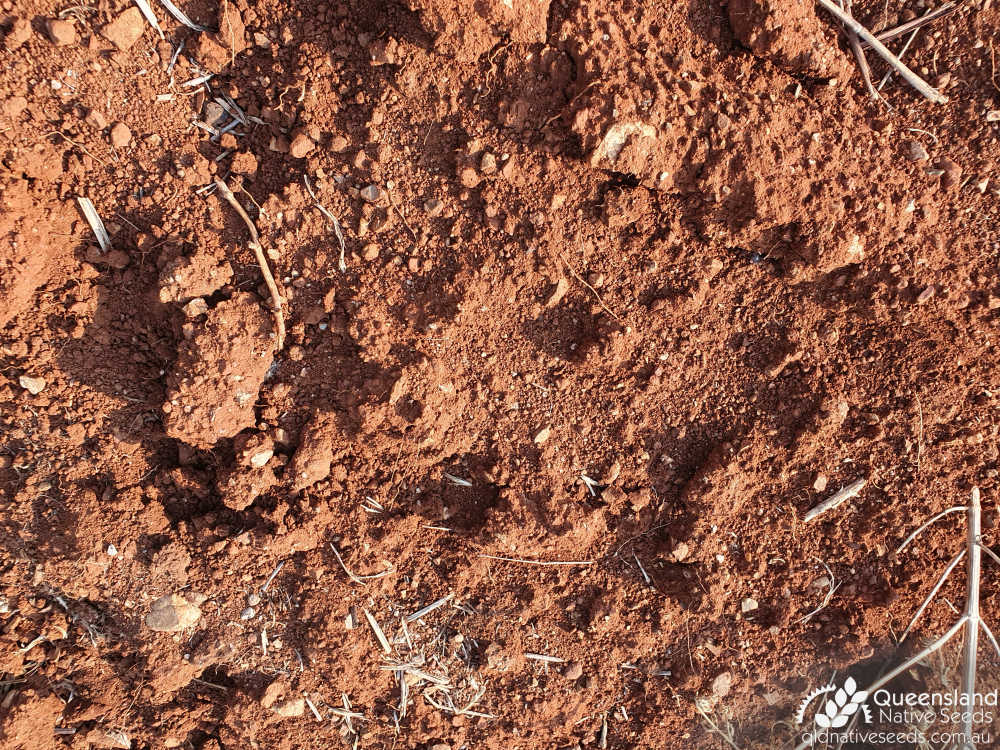 Melia azedarach | Edaphic site examples (laterised basalt, deep, clay loam) | Queensland Native Seeds