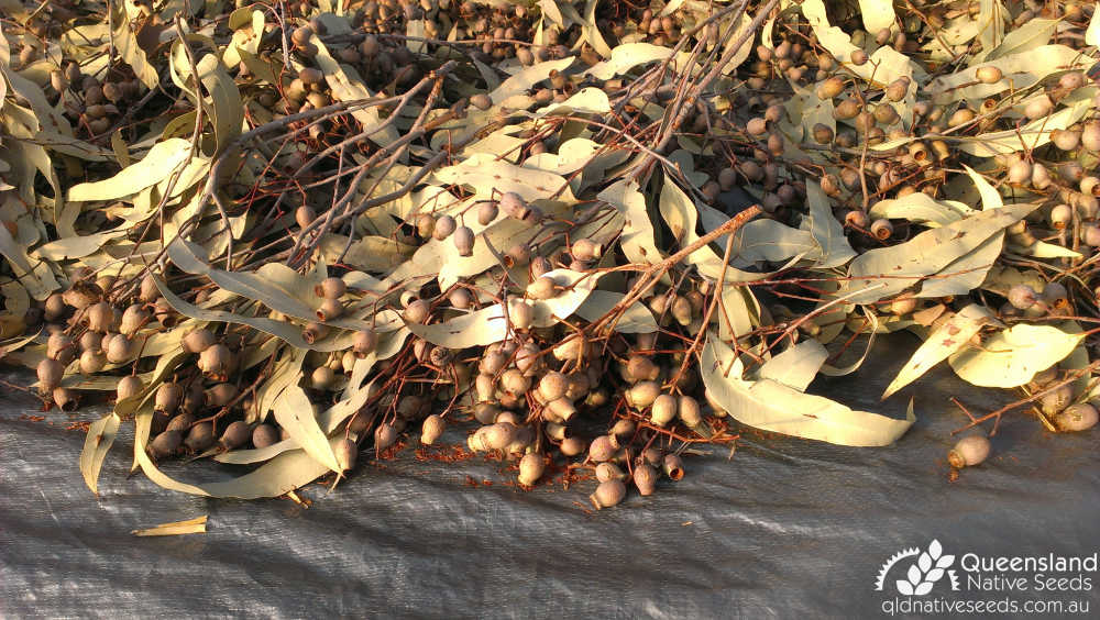 Corymbia erythrophloia | fruit drying on tarp | Queensland Native Seeds