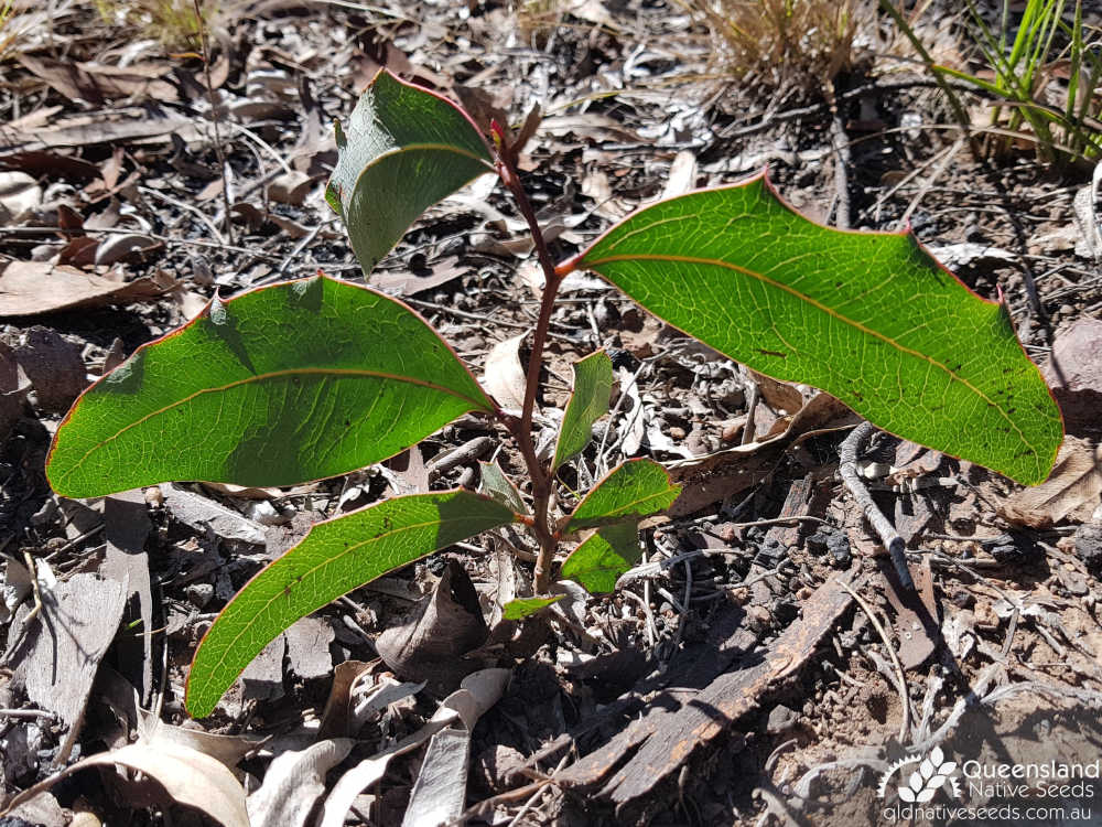 Acacia bancroftiorum | seedling | Queensland Native Seeds