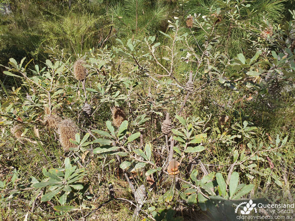 Banksia oblongifolia | habit | Queensland Native Seeds