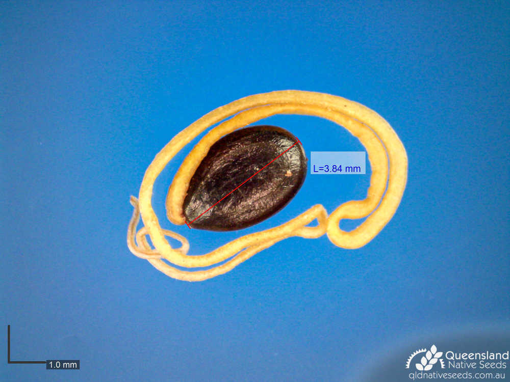 Acacia cincinnata | microscope | Queensland Native Seeds