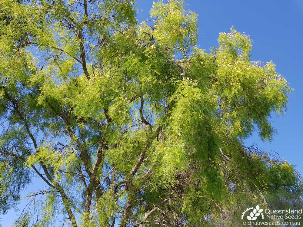 Vachellia bidwillii | inflorescence, habit | Queensland Native Seeds