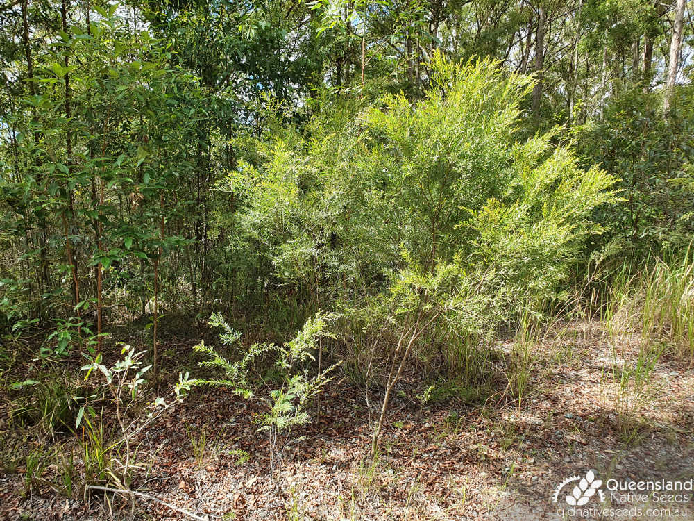 Acacia fimbriata | habit, habitat in Eucalyptus Tall Open Forest | Queensland Native Seeds